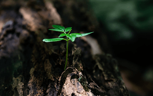 Positive impact on the soil